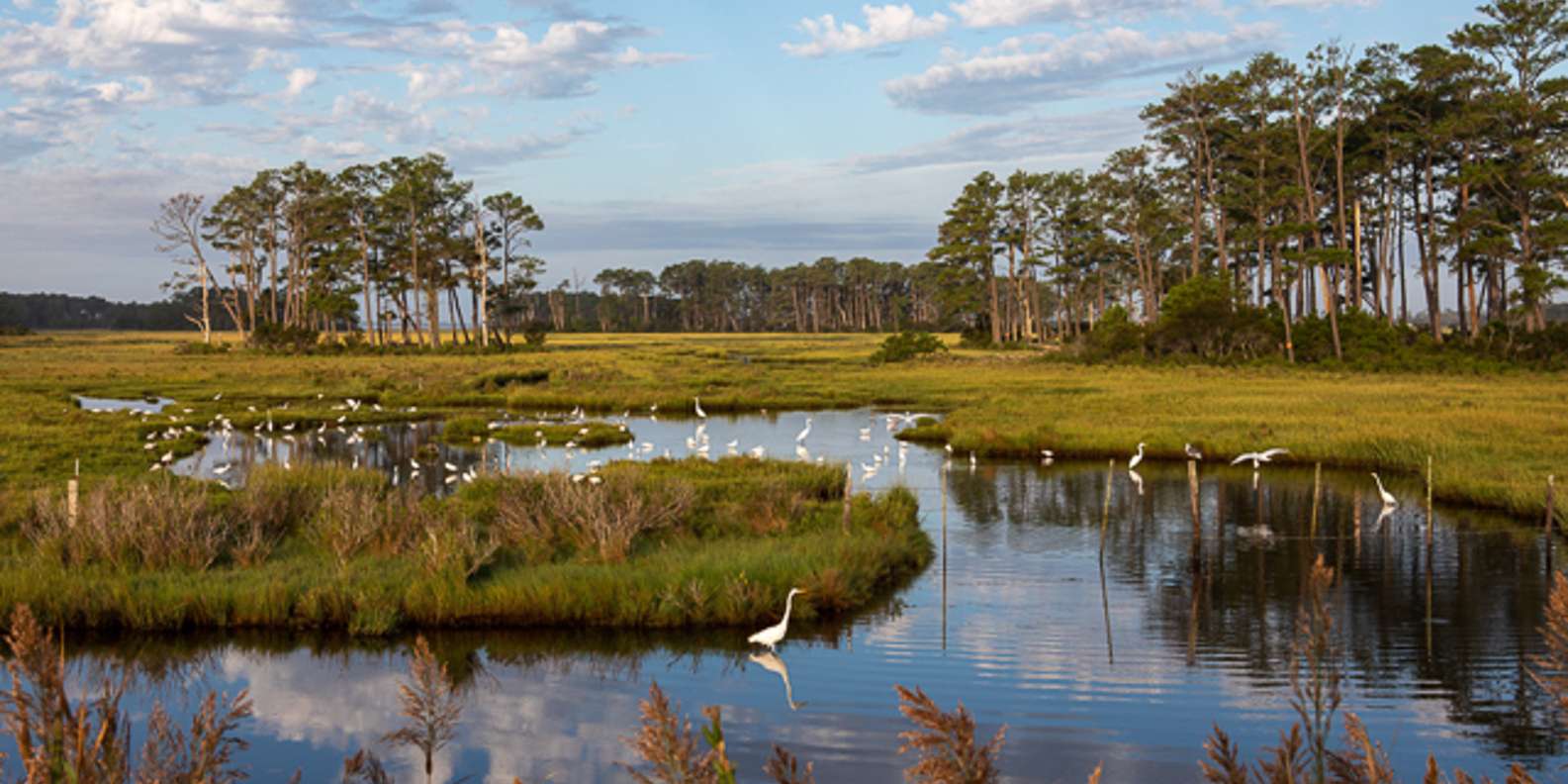 The BEST Chincoteague Island Activities 2023 FREE Cancellation