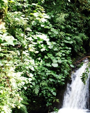 Reserva Biológica Bosque Nuboso Monteverde