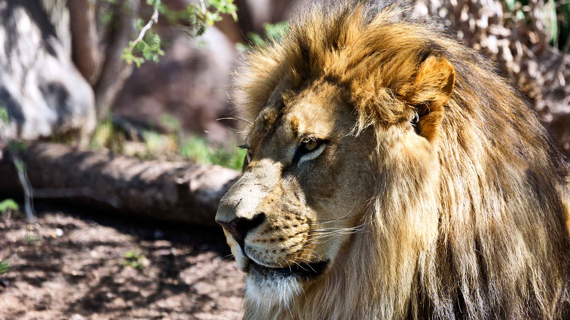 Zoo & Aquarium Phoenix Zoo GetYourGuide