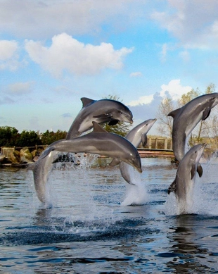 Dolfinarium