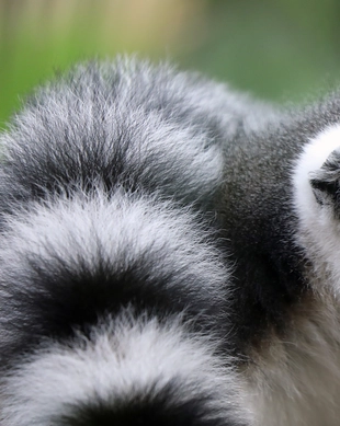 Zoo Dierenrijk