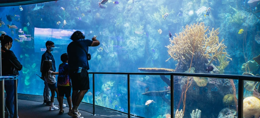 Aquarium Of The Pacific Los Angeles Book Tickets Tours GetYourGuide   49 