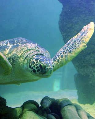 SEA LIFE Aquarium New Jersey