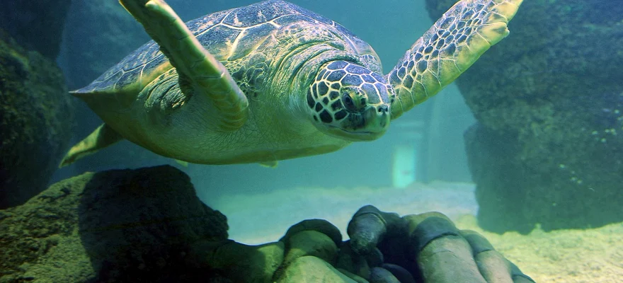 SEA LIFE Aquarium New Jersey