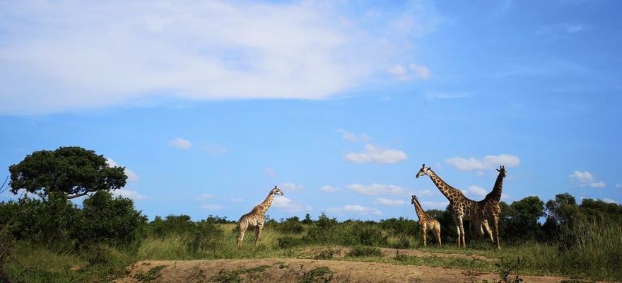 Manyoni Private Game Reserve, Zululand