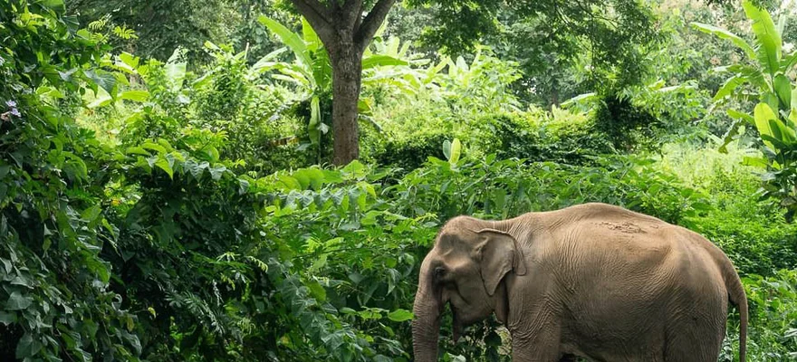 Khao Lak Elephant Sanctuary