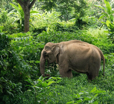 Khao Lak Elephant Sanctuary, Khao Lak - Book Tickets & Tours | GetYourGuide