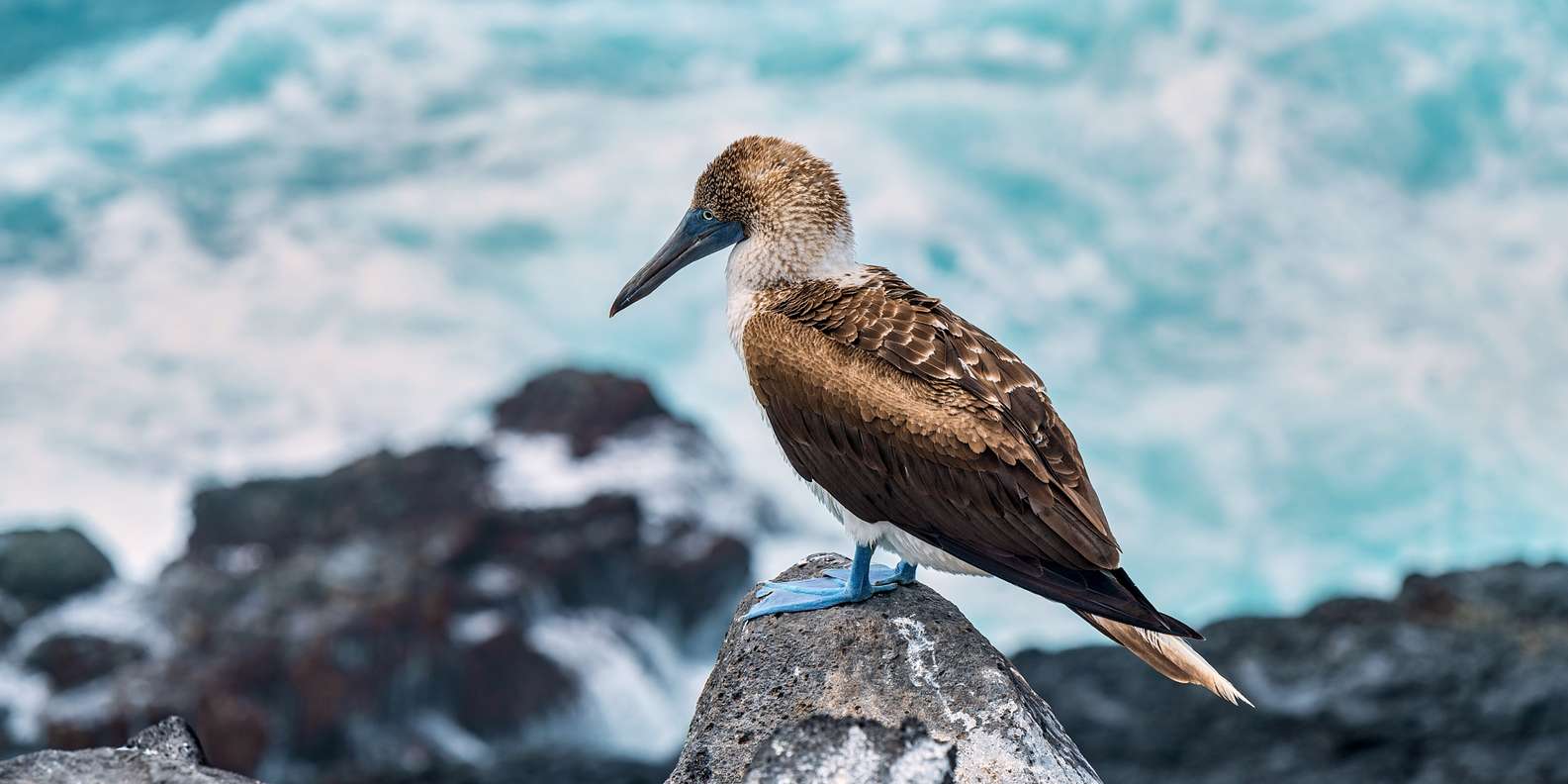 The BEST Santa Cruz Island Galapagos Islands Cruises boat tours