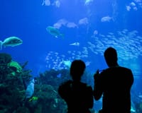 Oceanarium van Lissabon in Lissabon