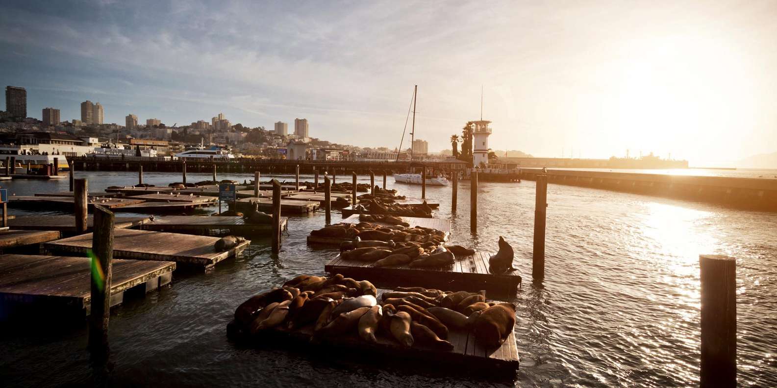 The BEST Pier 39 Tours 2023 FREE Cancellation GetYourGuide   99 