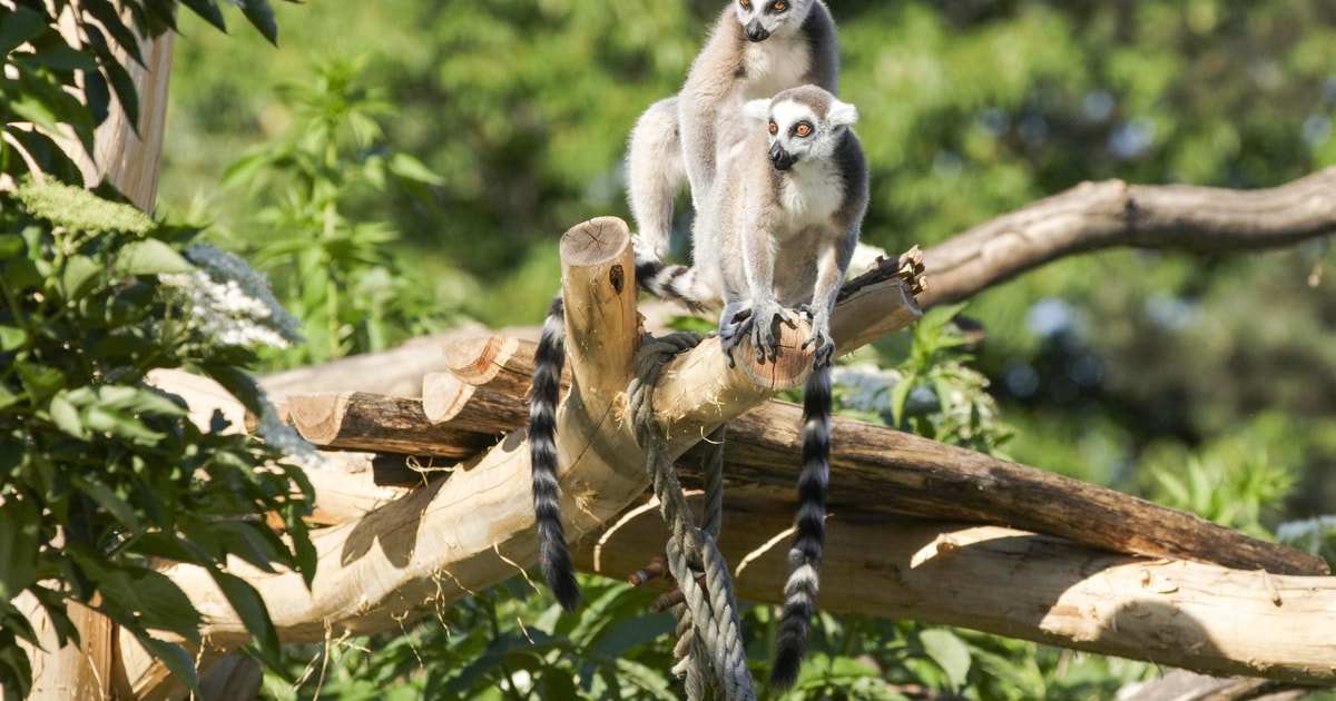 Vienna Zoo, Vienna Book Tickets & Tours