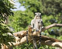 Dierentuin Schönbrunn in Wenen