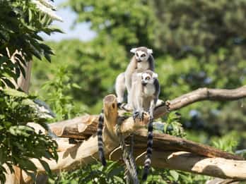 Tiergarten Schönbrunn Visites et Billets