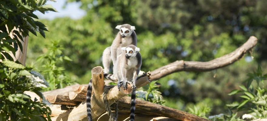 Tiergarten Schönbrunn