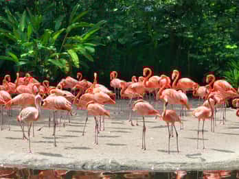Zoológico de Miami Zoológico de Miami