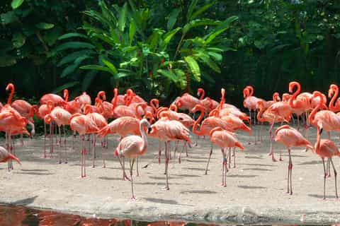 4. Zoo Miami