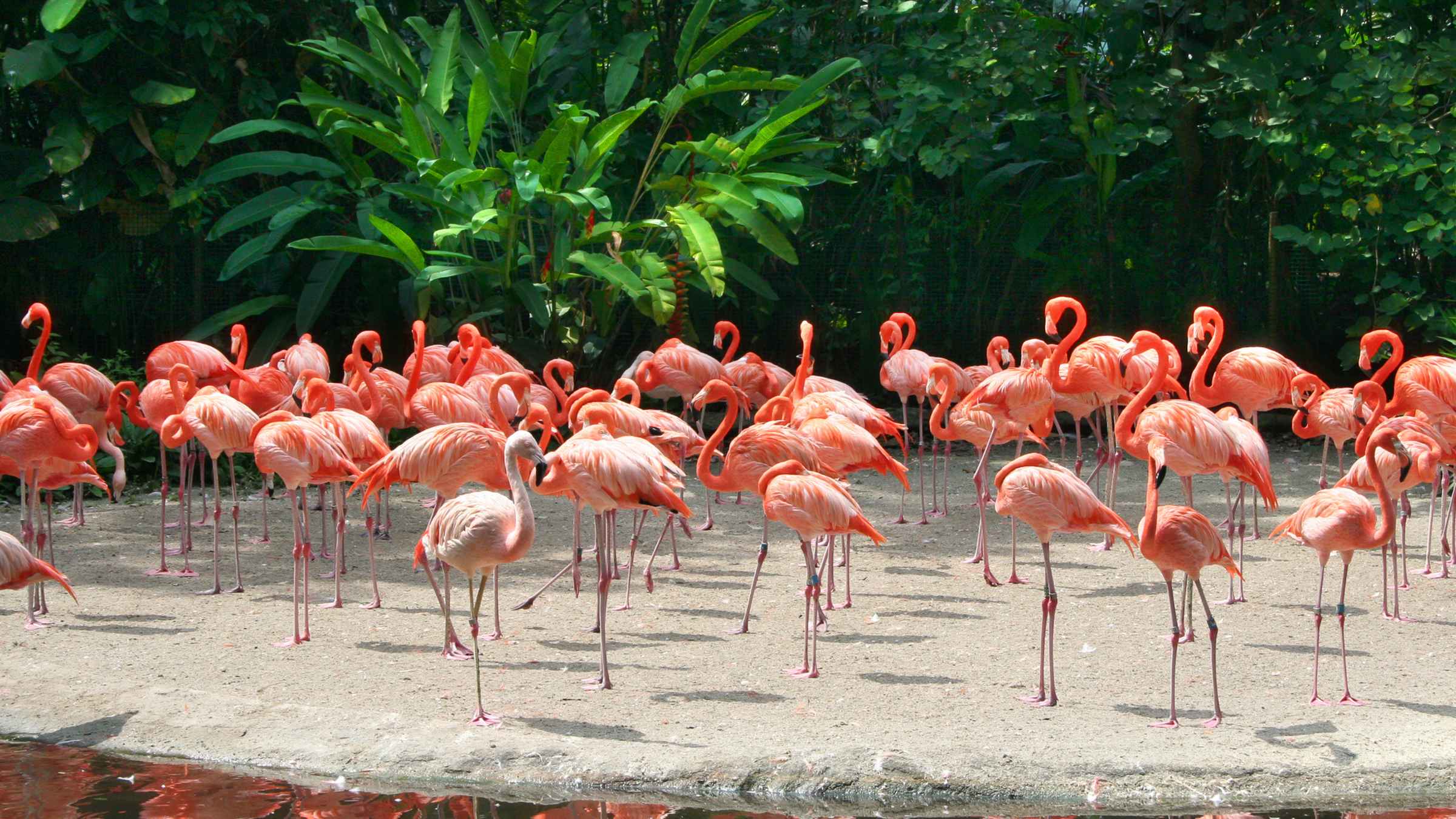 Miami Metro Zoo, Miami Tickets & Eintrittskarten GetYourGuide