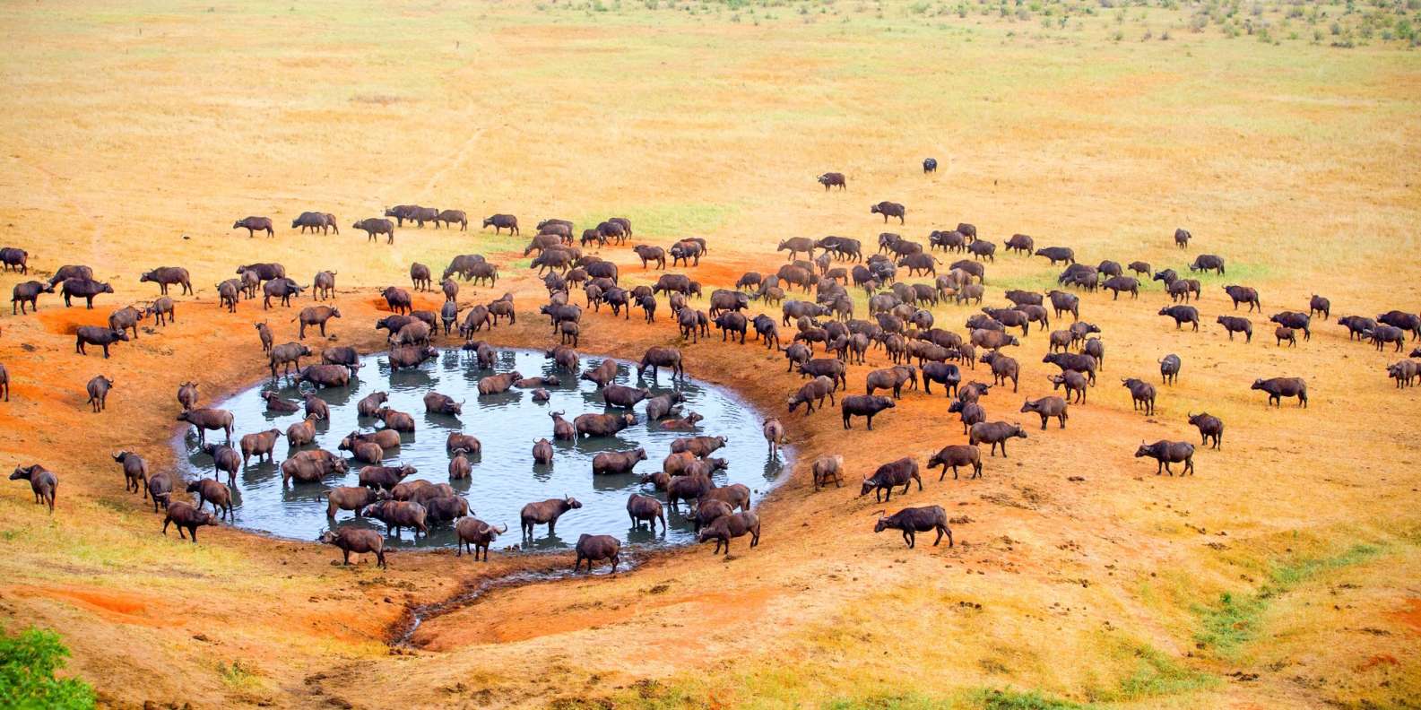 The BEST Kenya Safaris & wildlife activities 2024  FREE Cancellation |