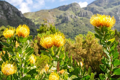 Jardim Botânico Nacional de Kirstenbosch