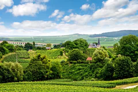 Reims: Wine tasting & winery tours