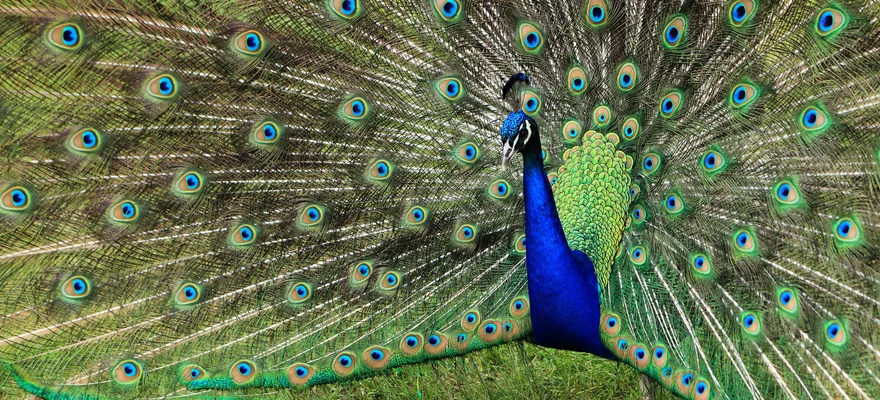 London Zoo
