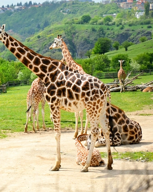Prags zoo