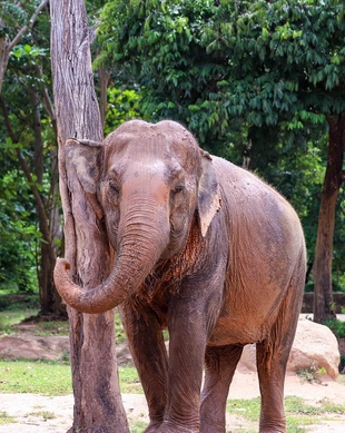 Samui Elephant Sanctuary