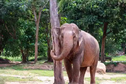 3. Sanctuaire d'éléphants de Samui