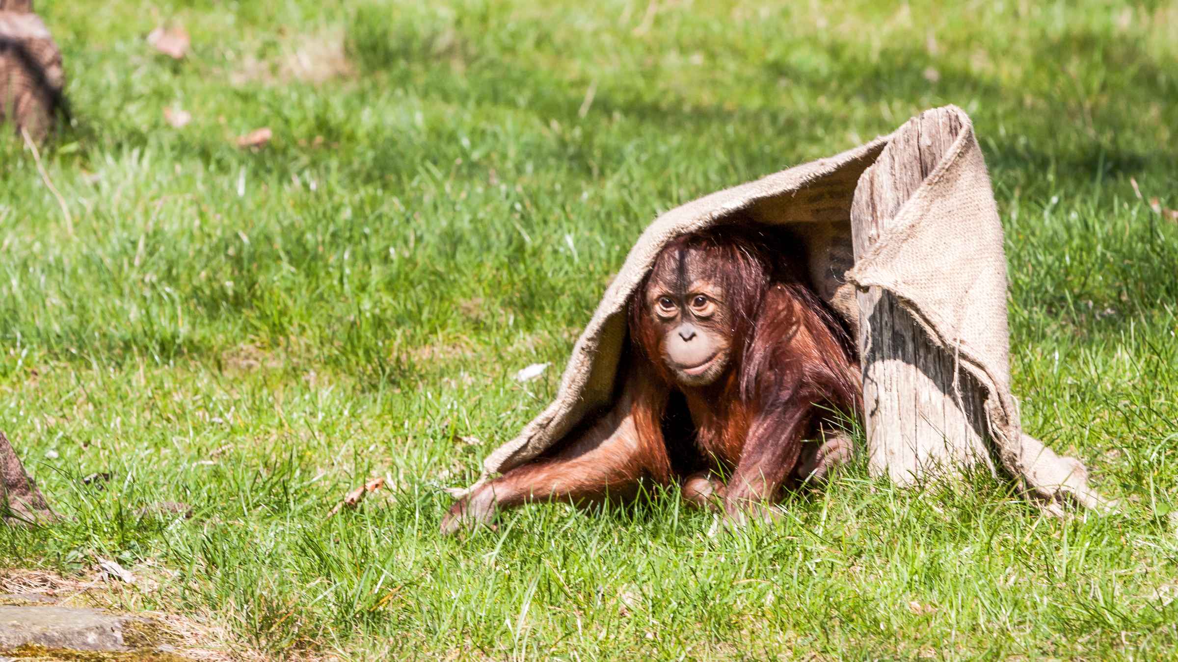 Zoologischer Garten Berlin in Berlijn bezoeken? Nu tickets