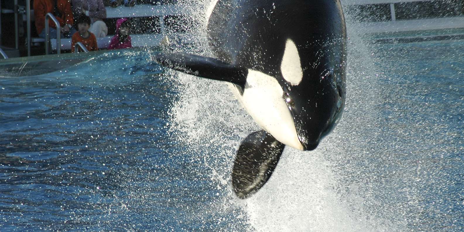 SeaWorld San Diego San Diego Tickets Eintrittskarten GetYourGuide