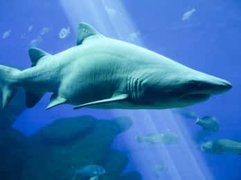 Dubain akvaario ja vedenalainen eläintarha