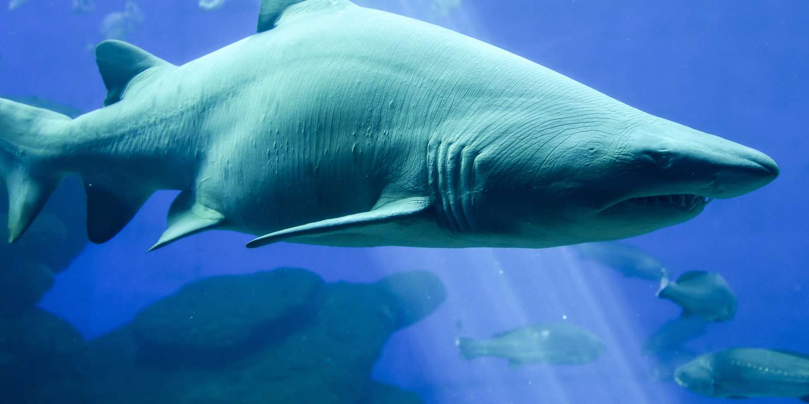 The BEST Dubai Aquarium & Underwater Zoo Deals & discounts 2023 FREE