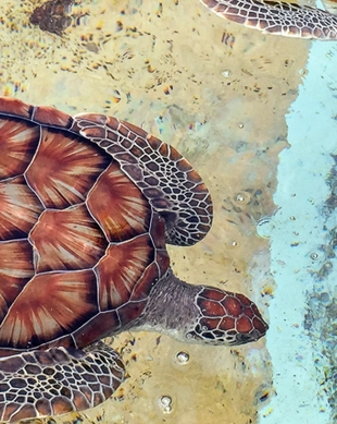 Cayman Turtle Centre, Grand Cayman