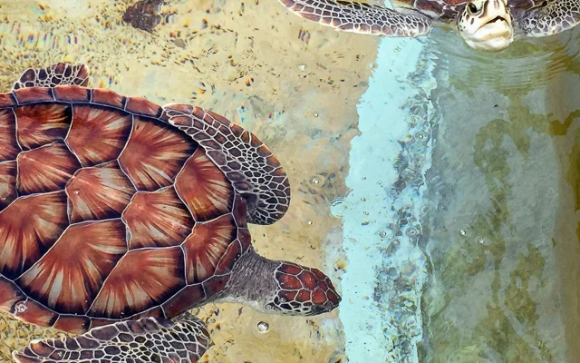 Cayman Turtle Centre, Grand Cayman