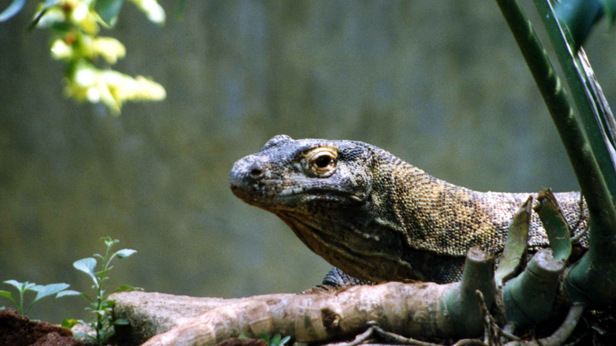 tour komodo 1 giorno