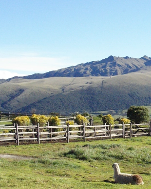 Cotopaxi National Park