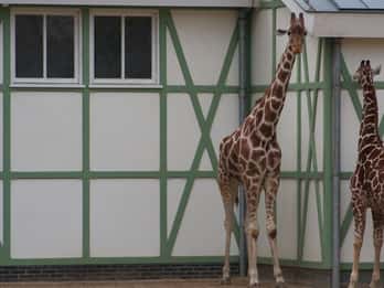 Artis Zoo Tours & Tickets