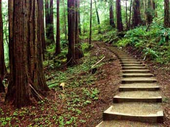 Muir Woods National Monument Tours & Tickets