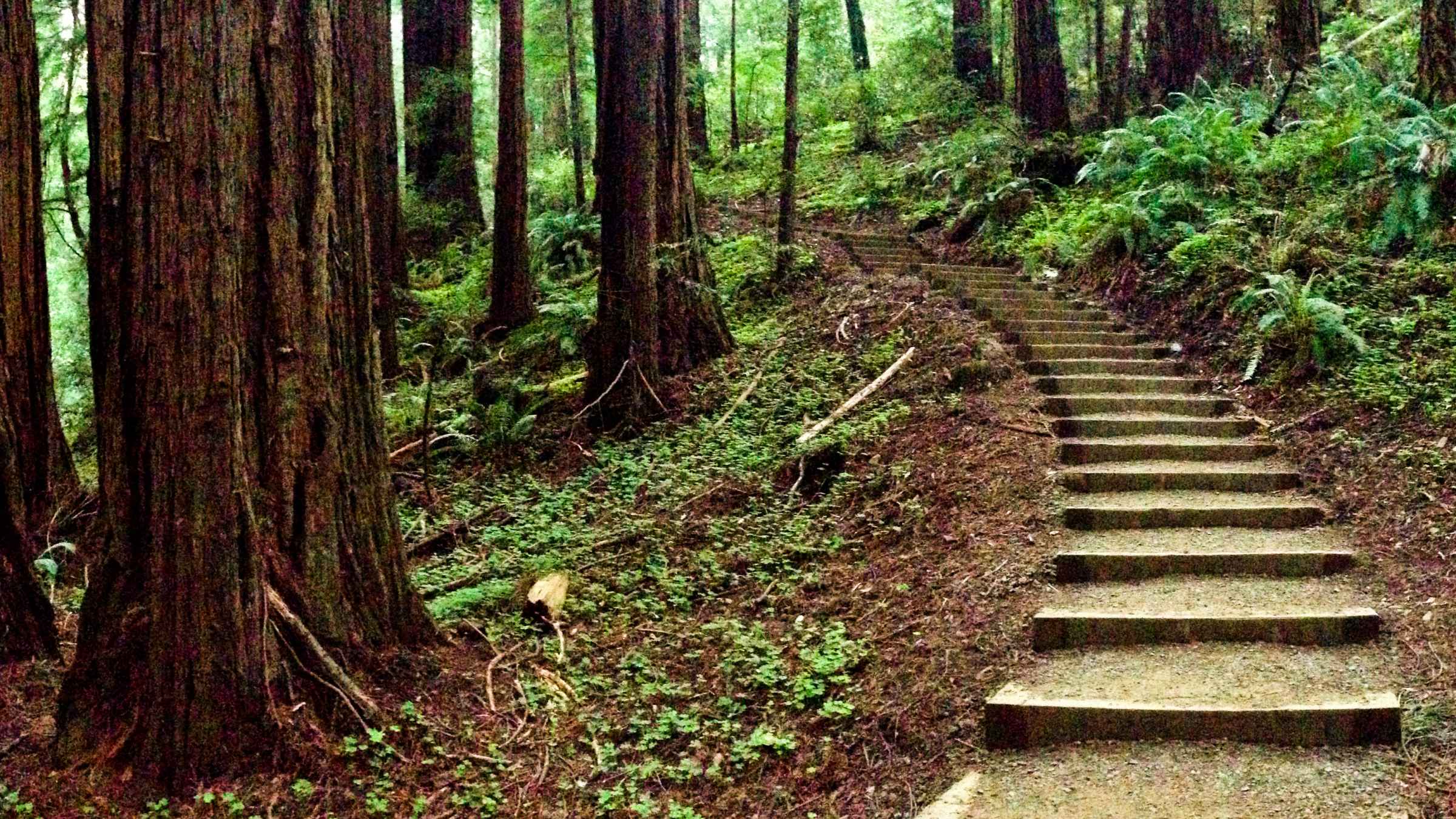 muir woods national monument tours