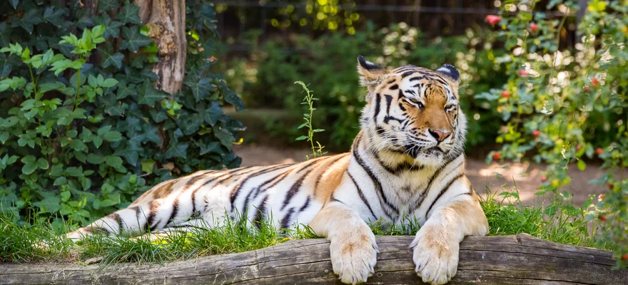 Jardín Zoológico de Colonia