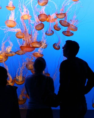 Aquarium of the Americas