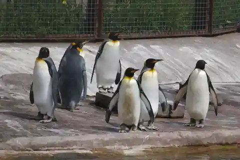 10. Zoo de Edimburgo