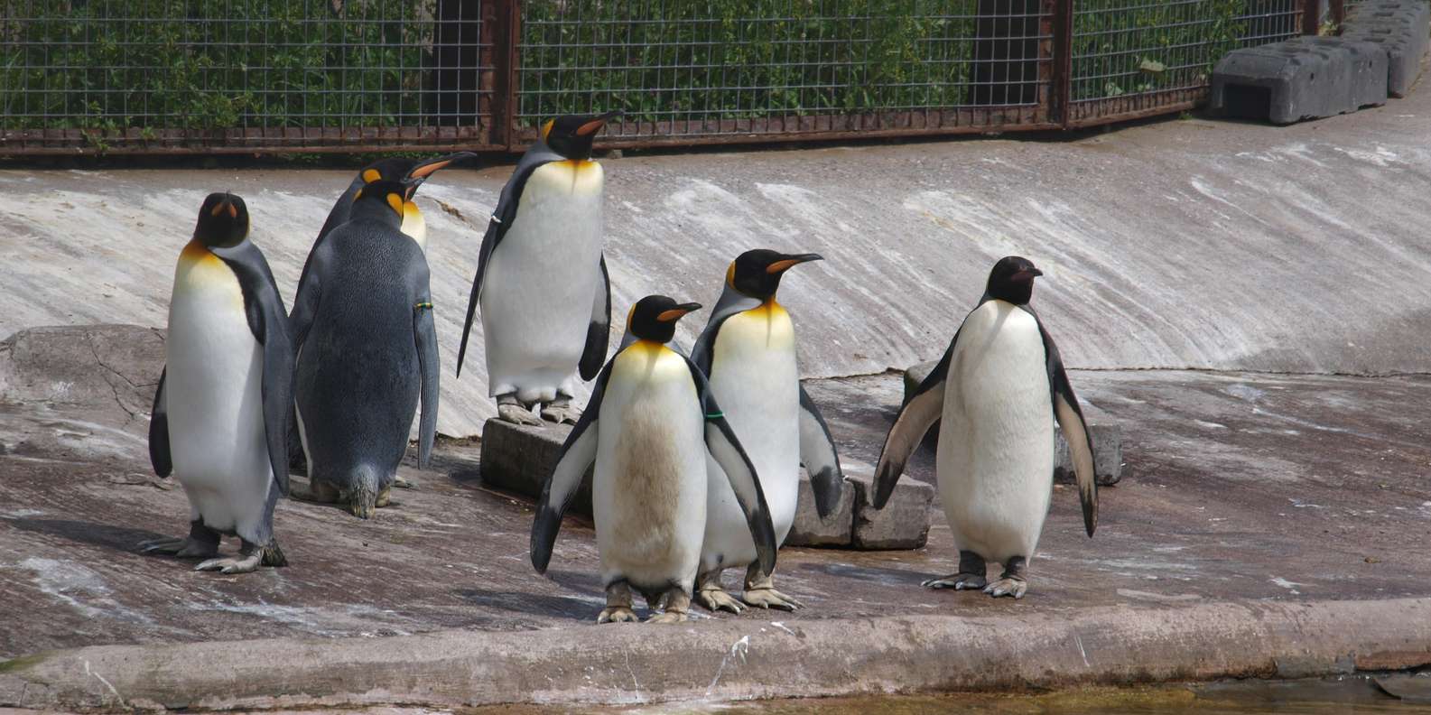 Edinburgh Zoo, Edinburgh Tickets & Eintrittskarten GetYourGuide