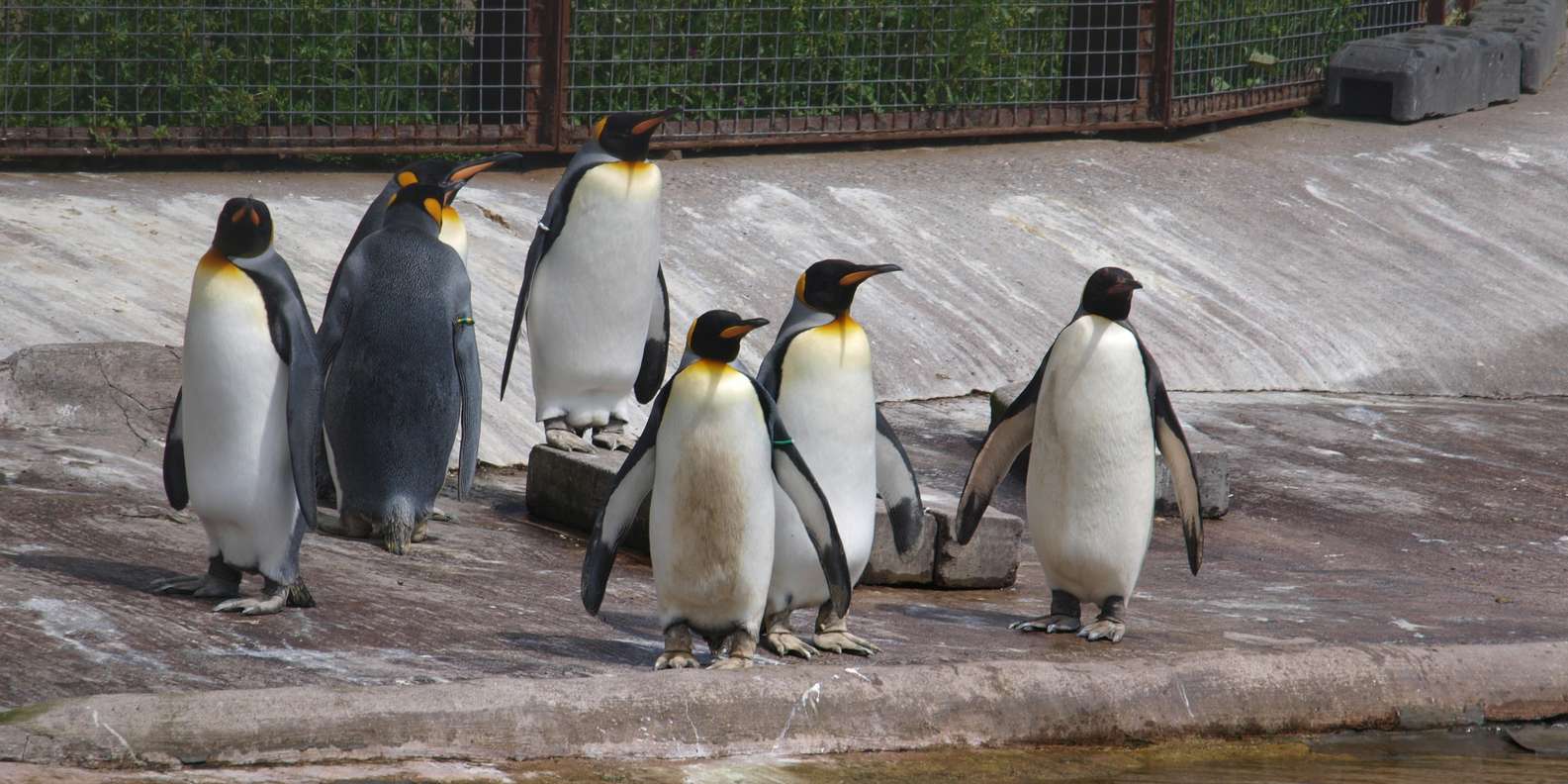 Edinburgh Zoo Edinburgh Tickets Eintrittskarten GetYourGuide