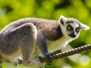 Zoo de Salzbourg Visites et Billets