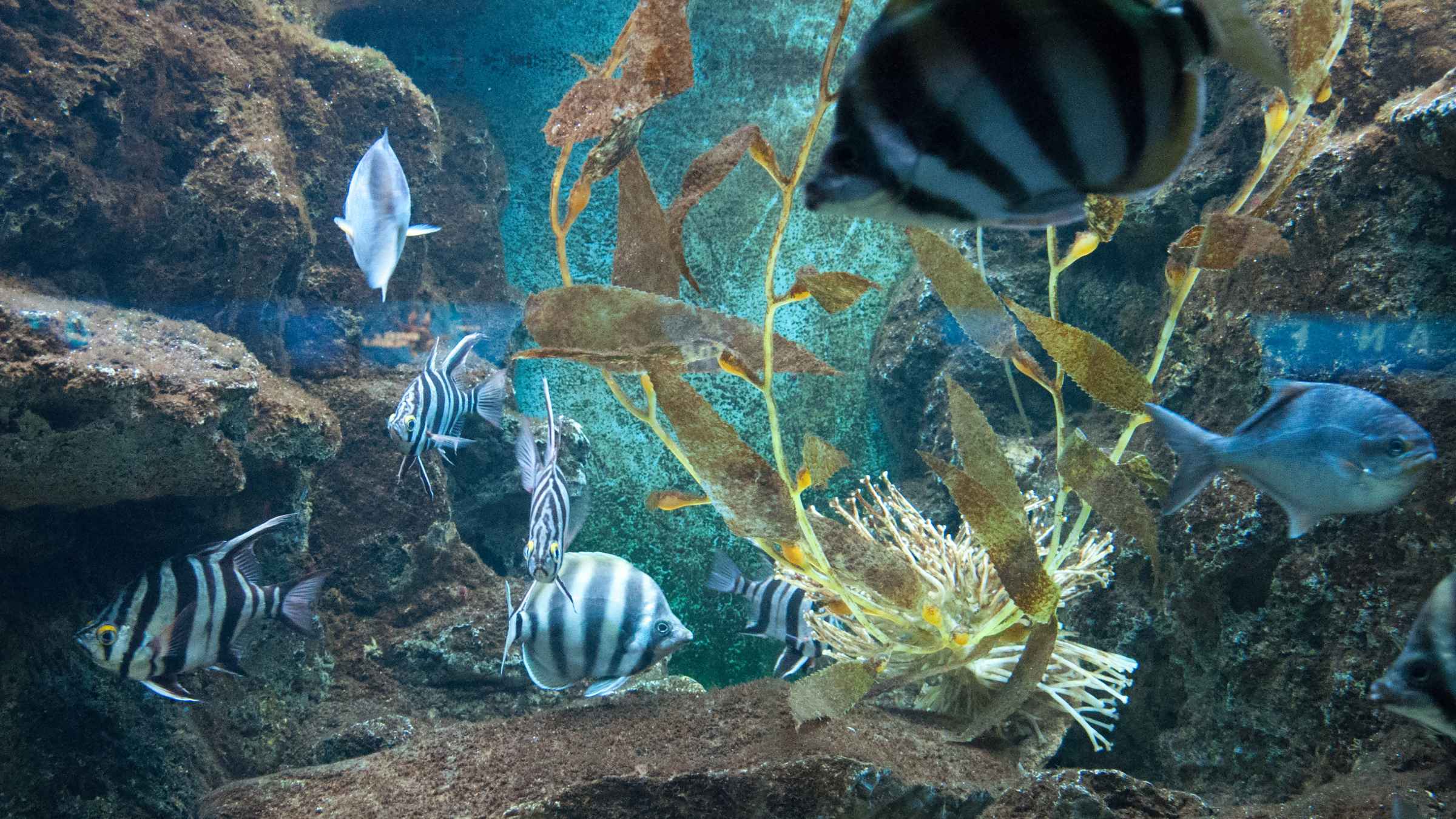 shedd aquarium guided tour