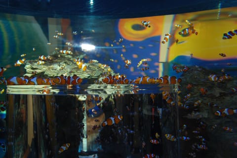 Two Oceans Aquarium