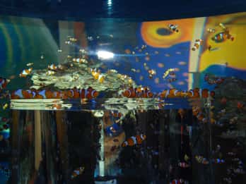 Acuario de los Dos Océanos Acuario de los Dos Océanos