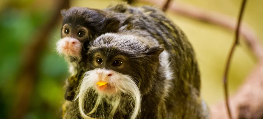 Zoo de Dresde