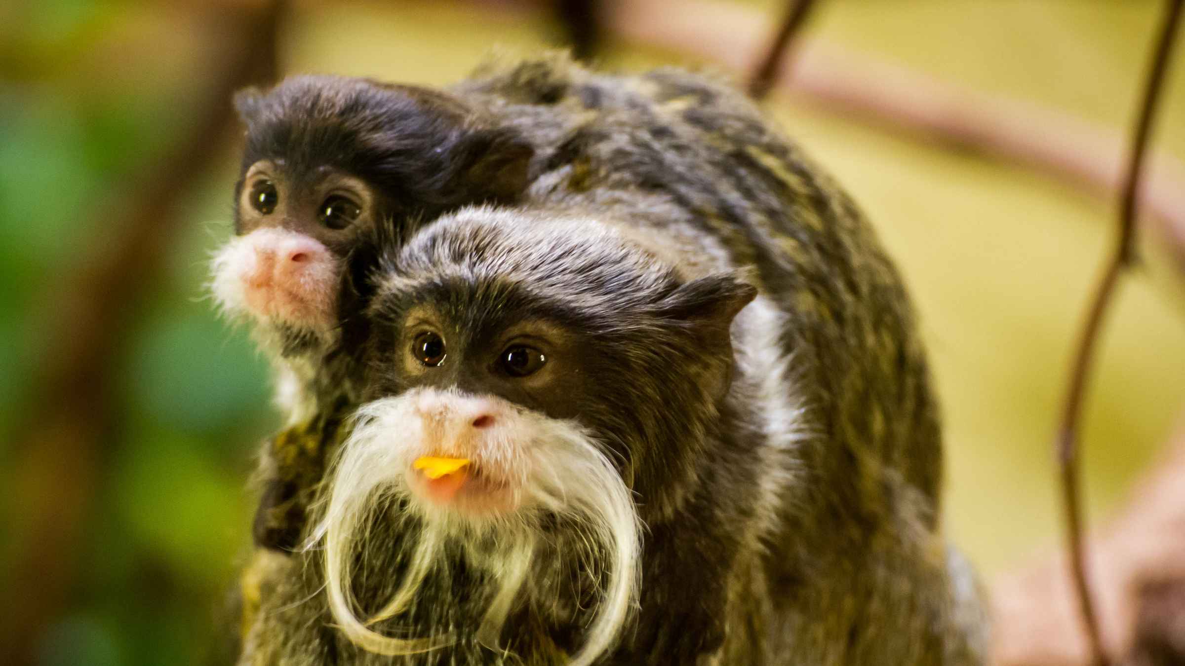 zoo dresden jahreskarte gültigkeit